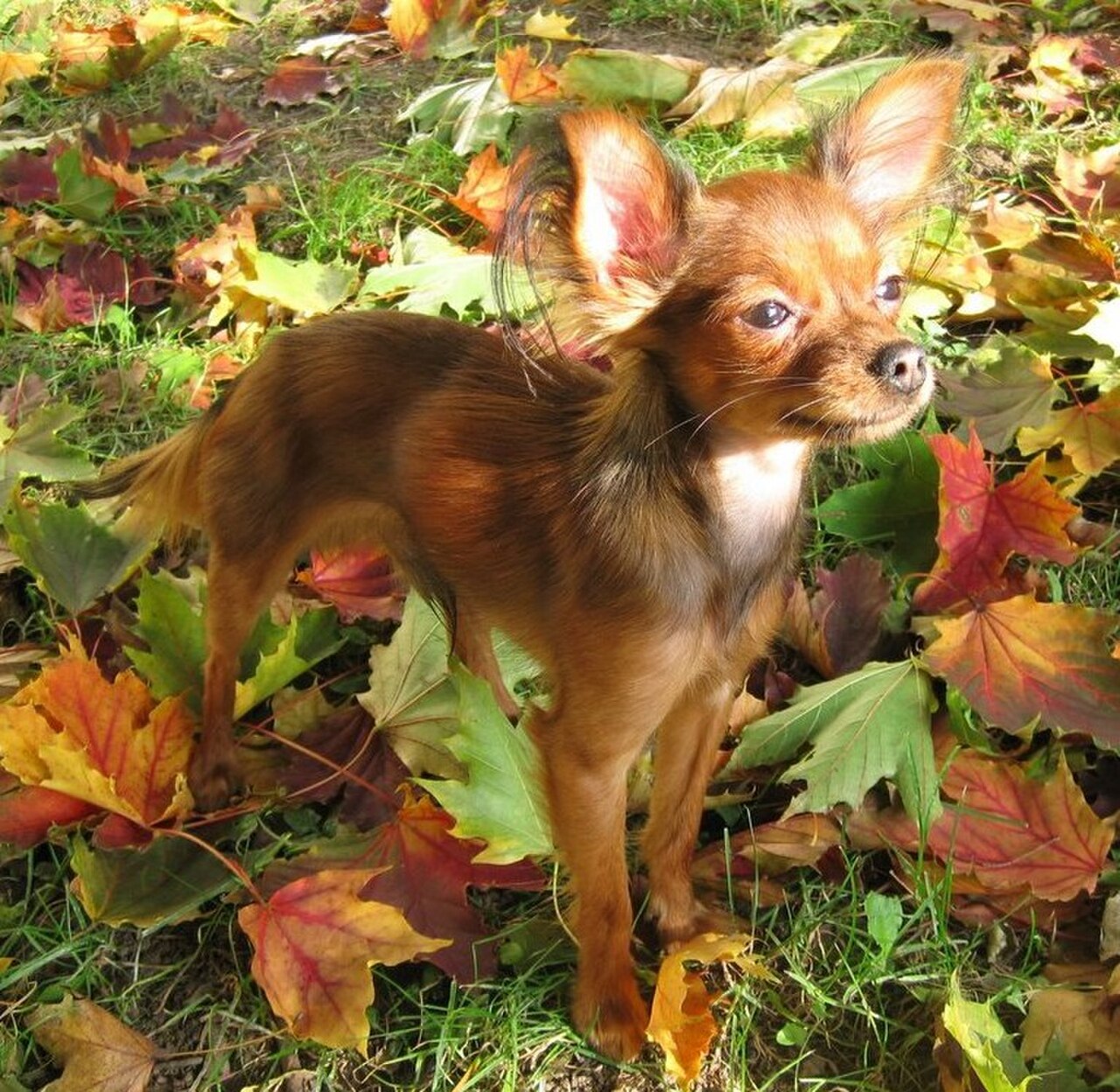 Russian Toy dog