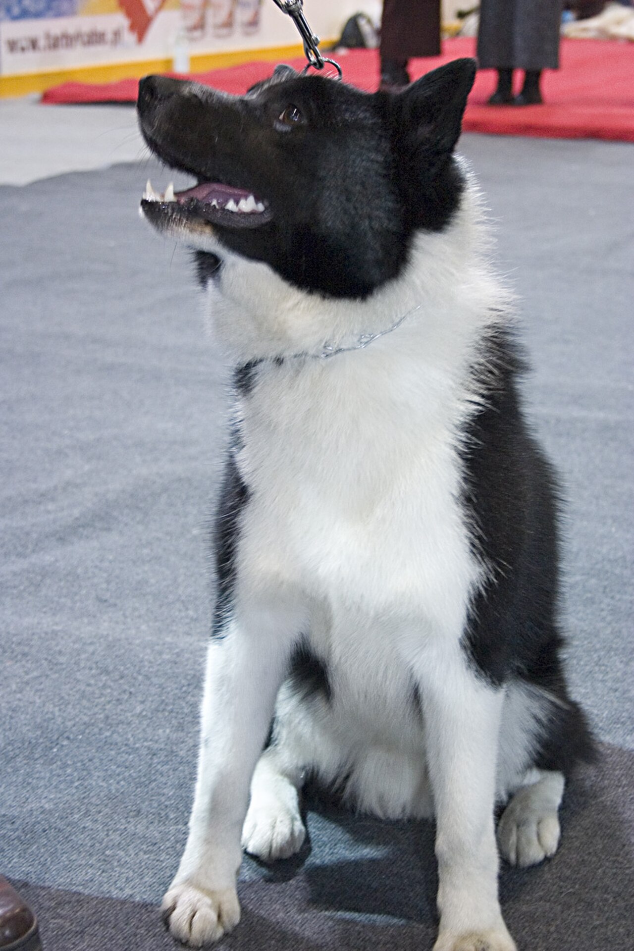 Russo-European Laika dog