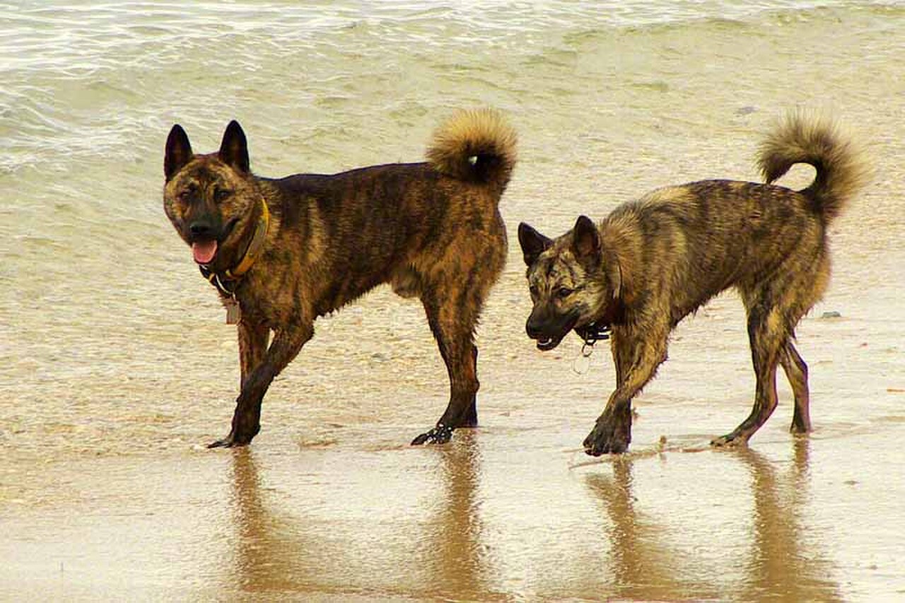 Ryukyu dog dog