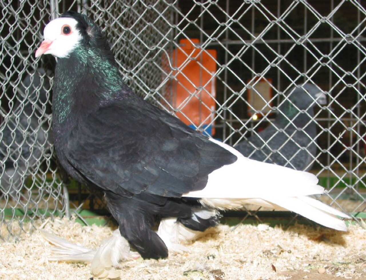 South German Monk pigeon
