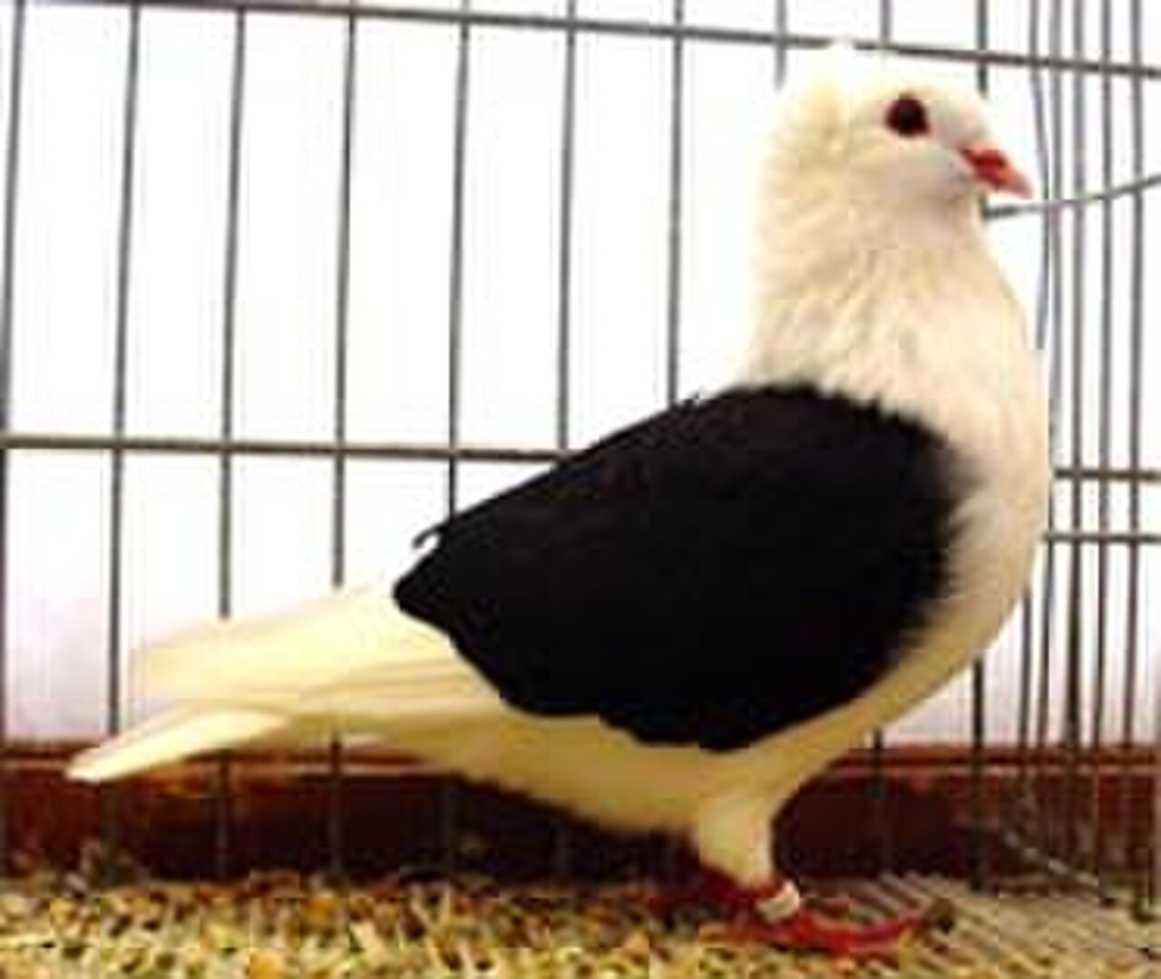 South German Shield pigeon
