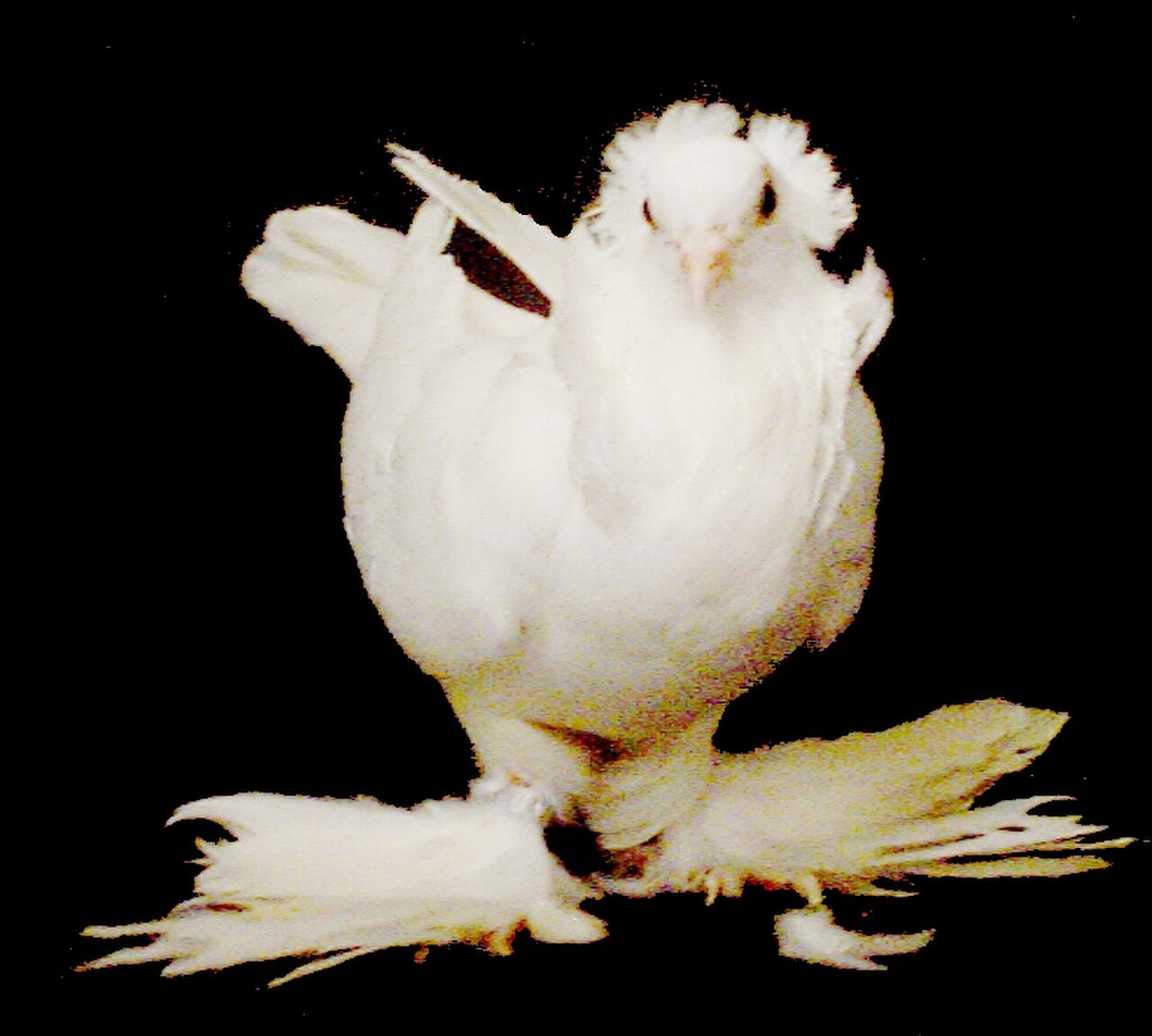 Saint pigeon