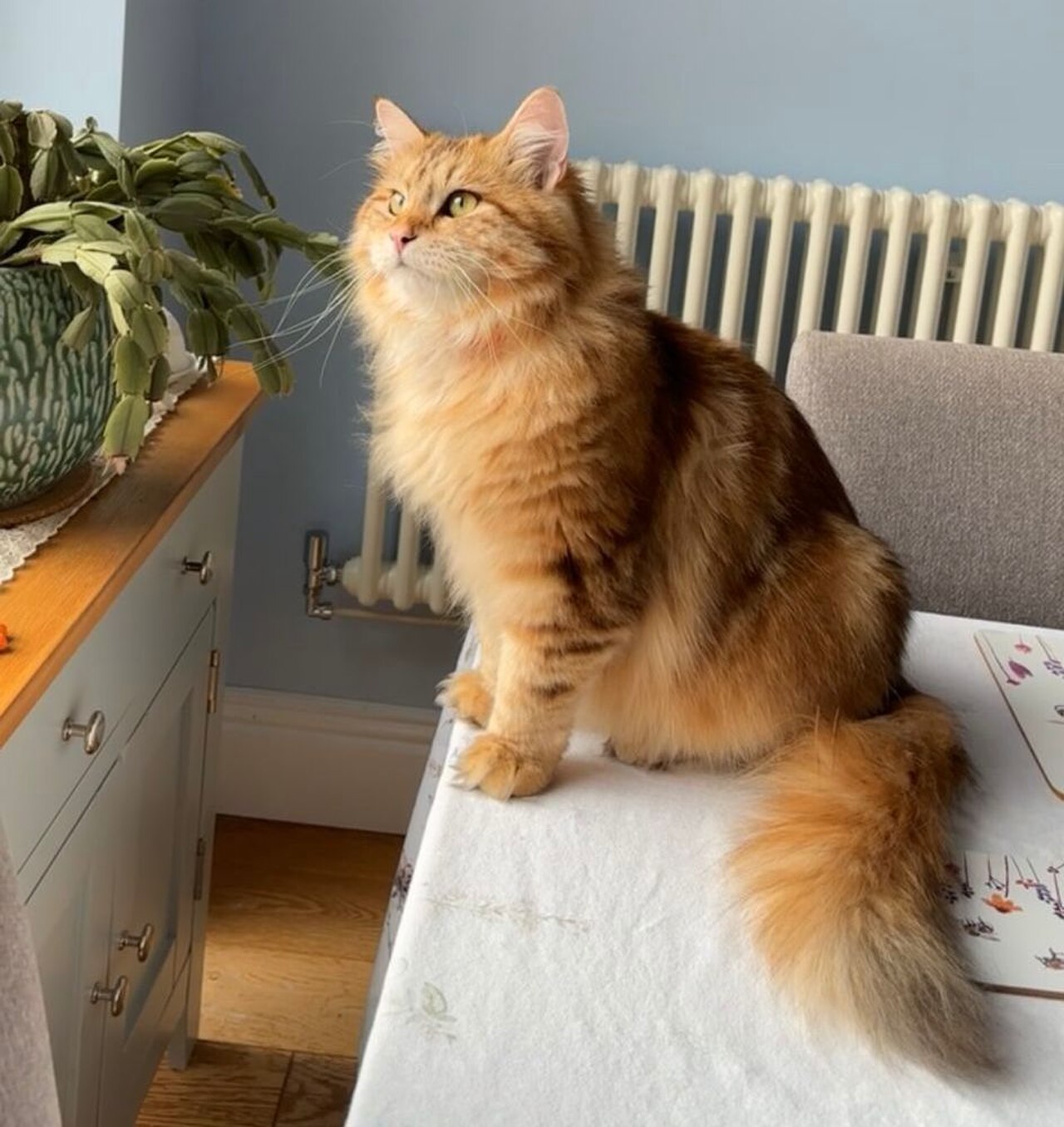 Siberian cat cat
