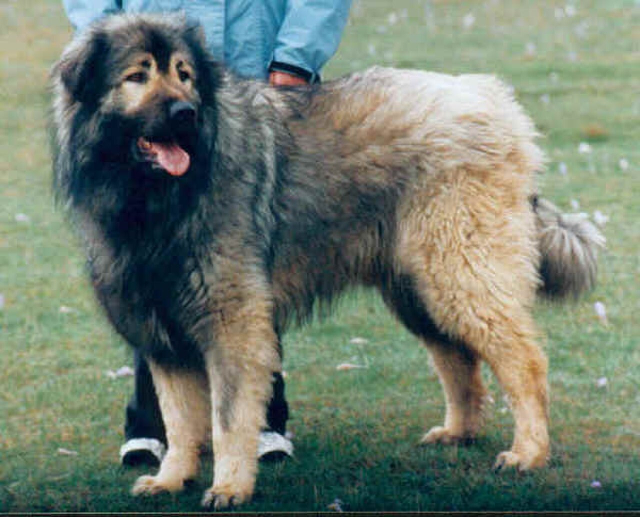 Šarplaninac dog