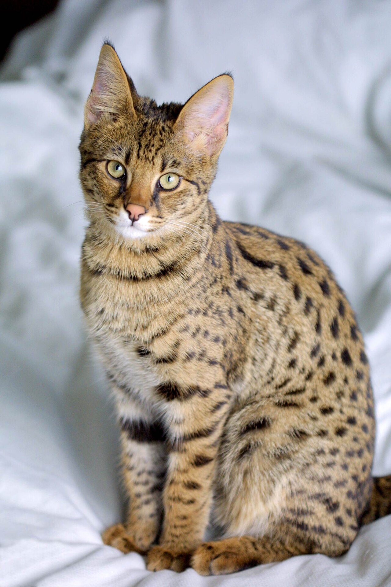 Savannah cat cat