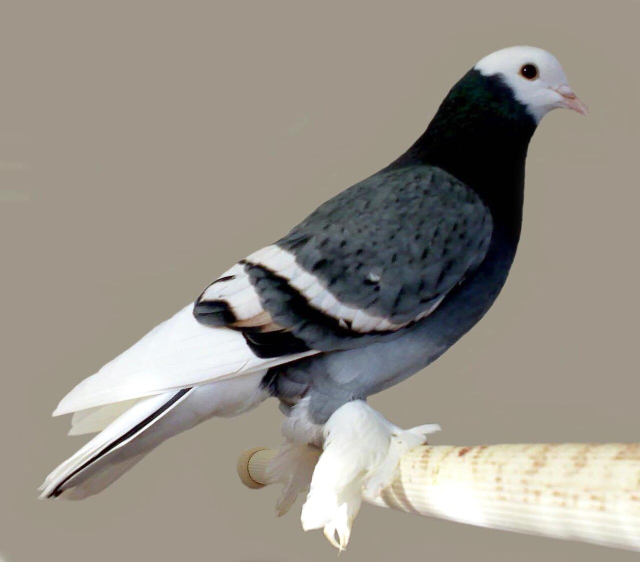 Saxon Colour pigeons pigeon