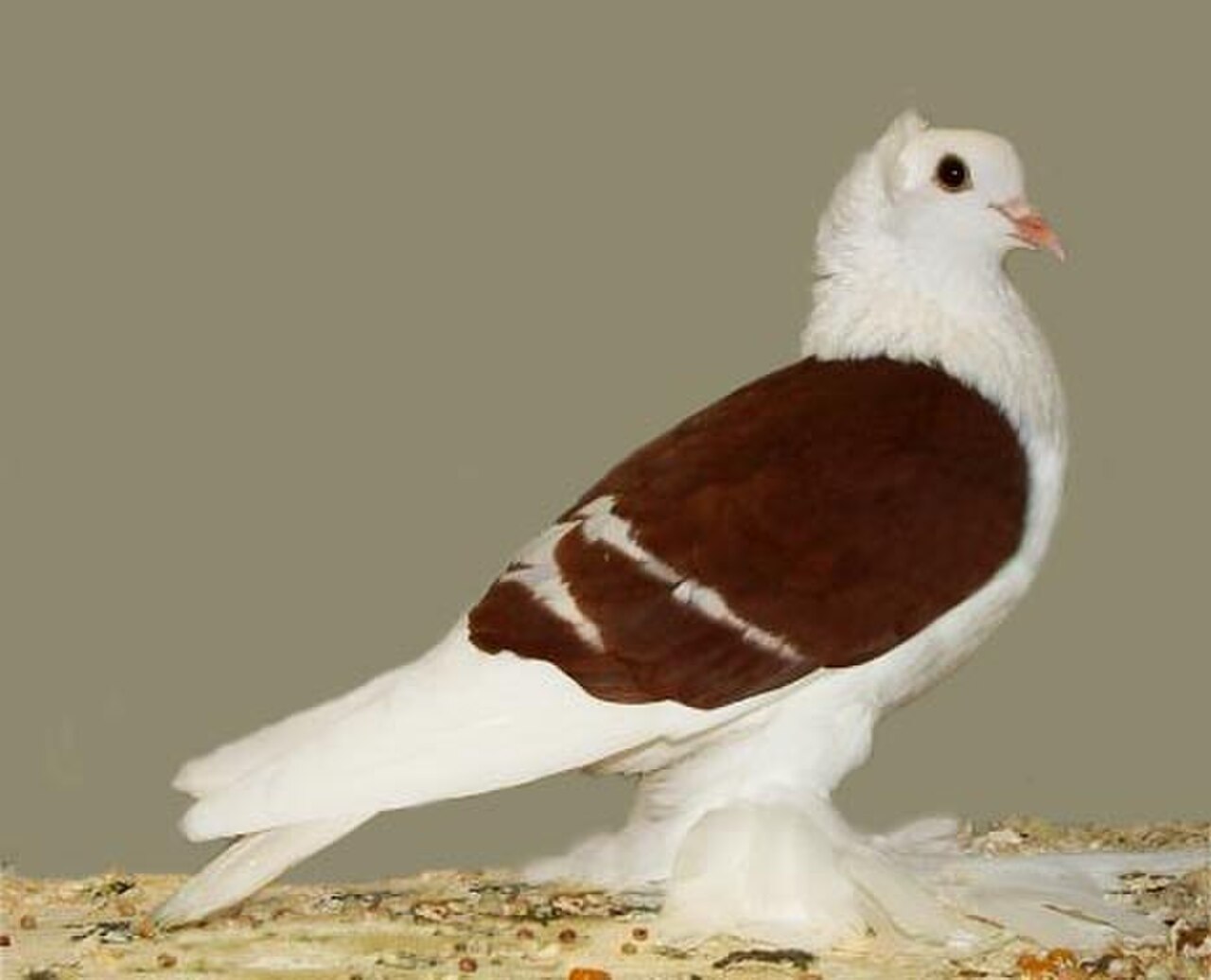 Saxon Shield pigeon