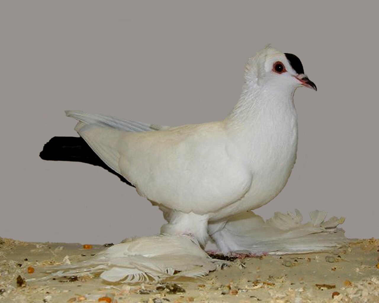 Saxon Spot pigeon