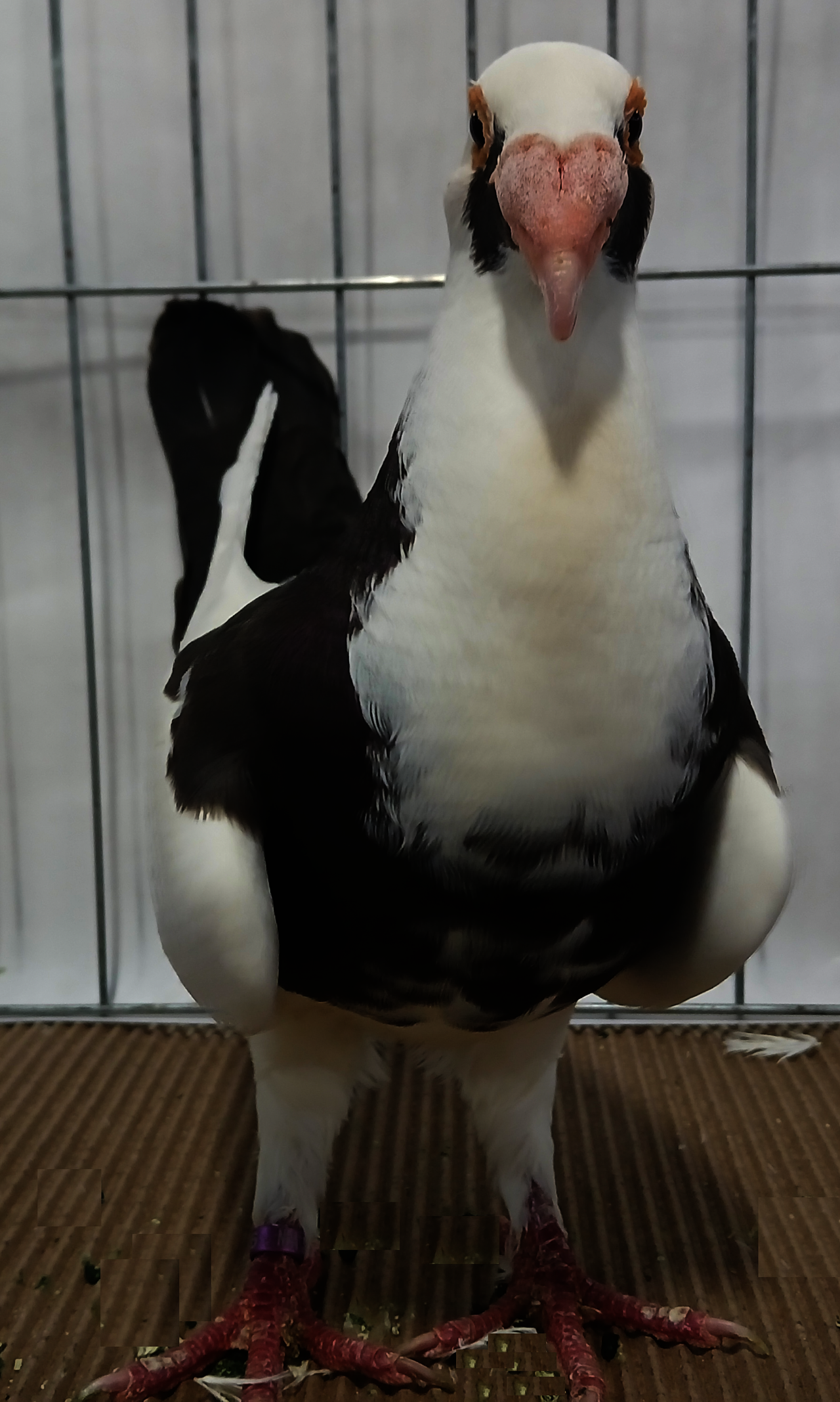 Scandaroon pigeon
