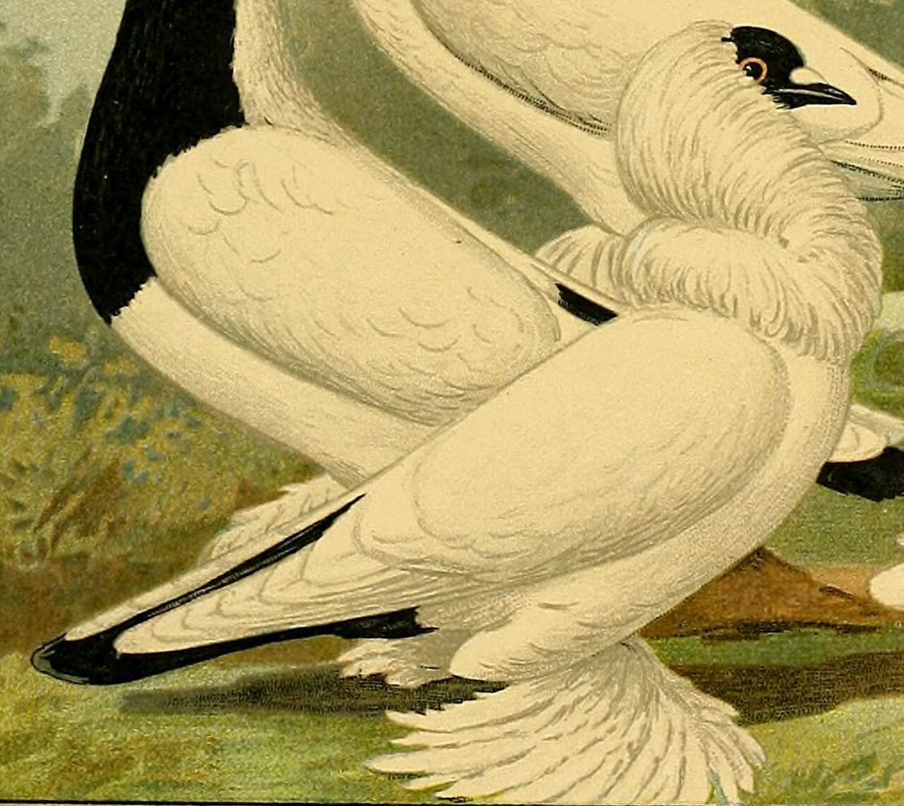 Schmalkalden Moorhead pigeon
