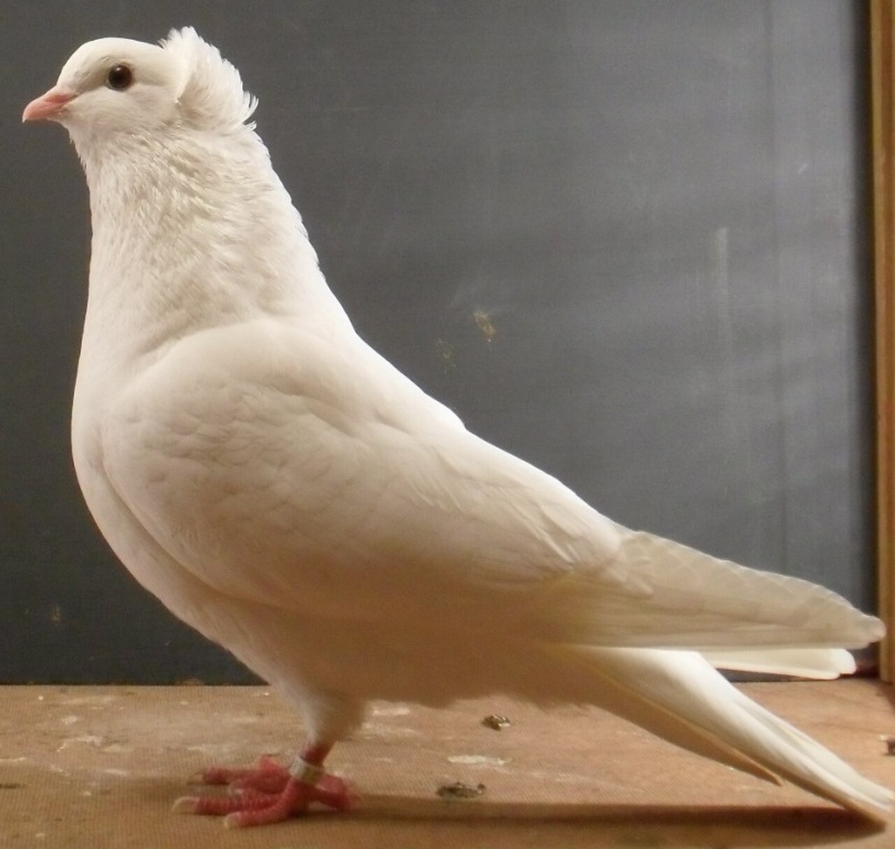Anatolian Ringbeater pigeon