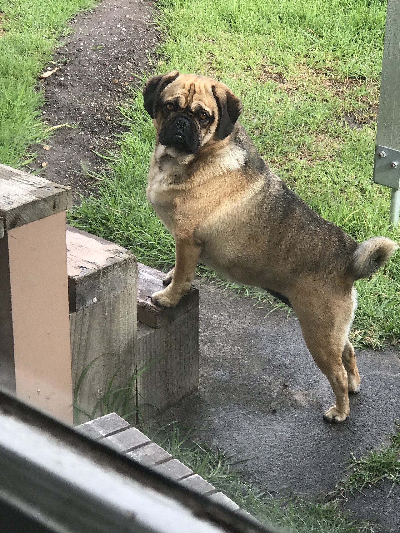 Puggle dog