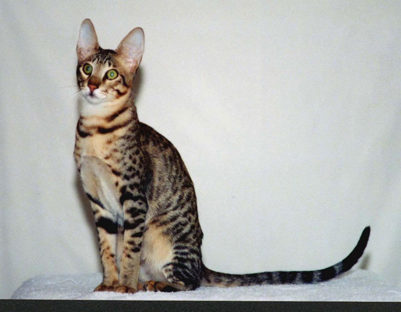 Serengeti cat cat
