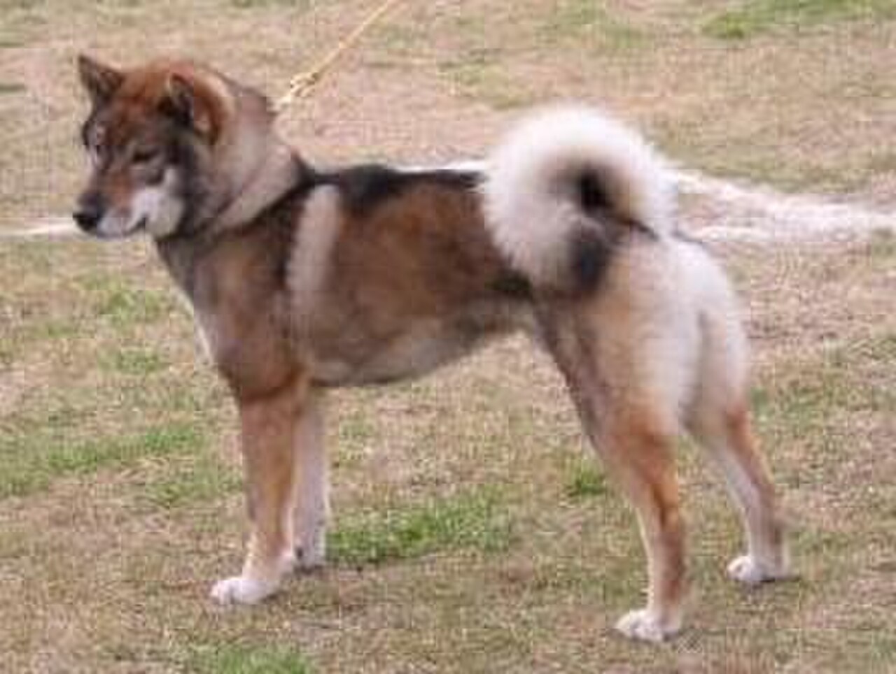 Shikoku dog dog
