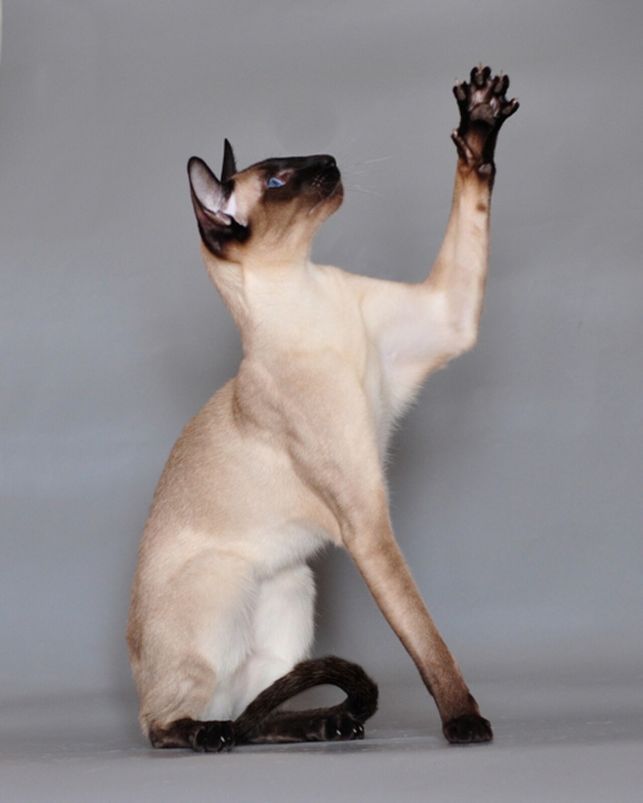 Siamese cat cat
