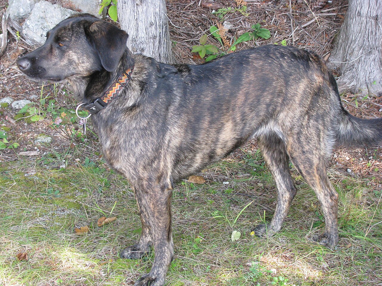 Treeing Tennessee Brindle dog