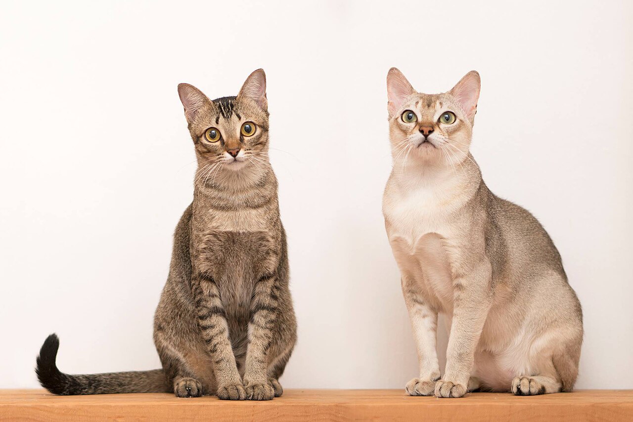 Singapura cat cat