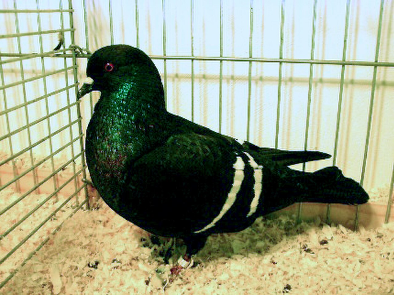 Starling pigeon