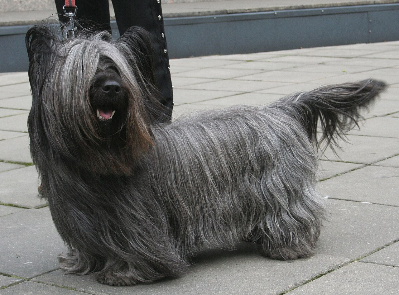 Skye Terrier dog