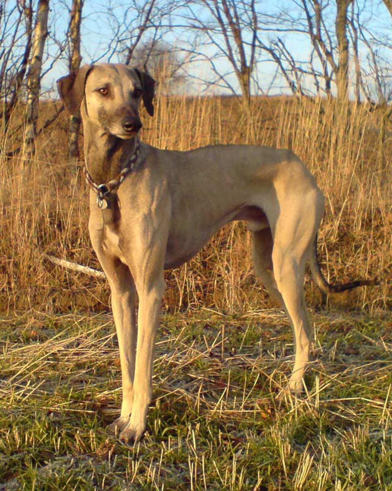 Sloughi dog