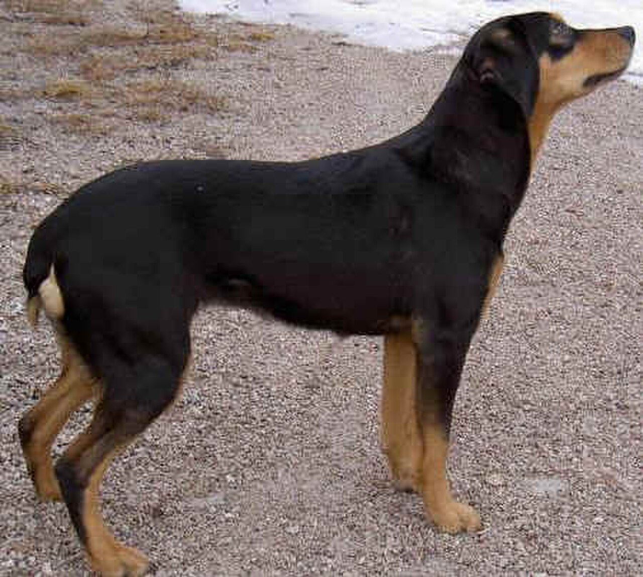 Smaland Hound dog