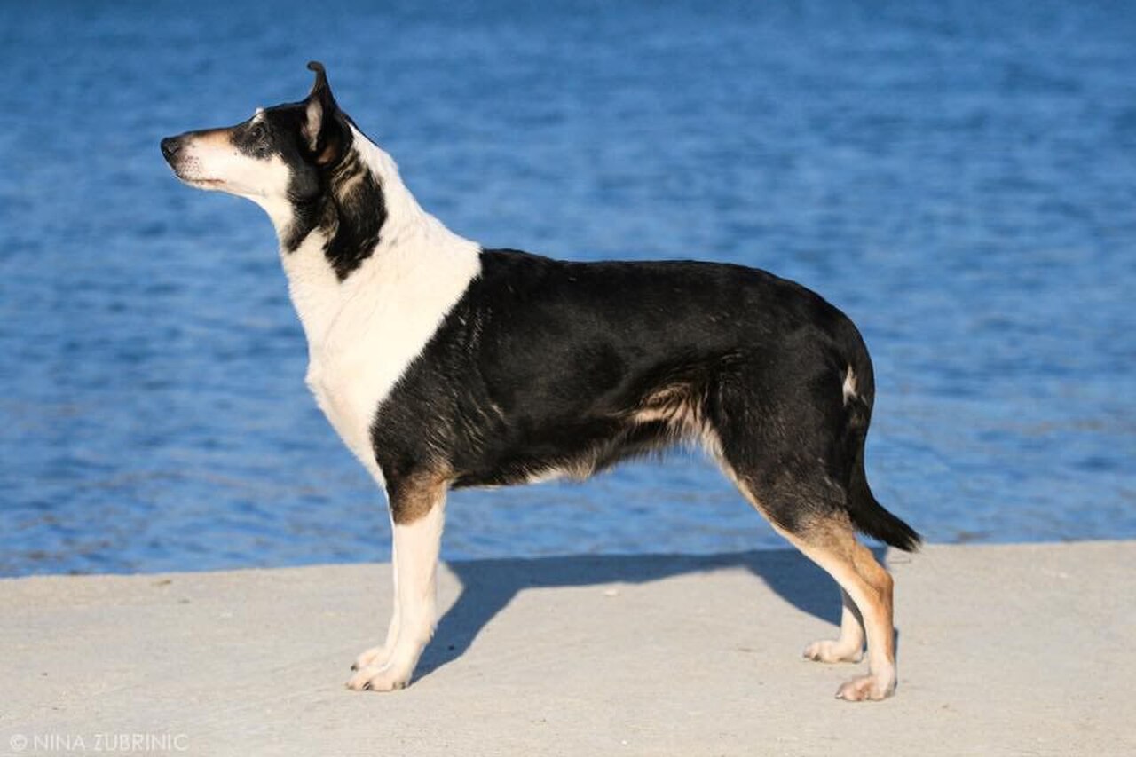Smooth Collie dog