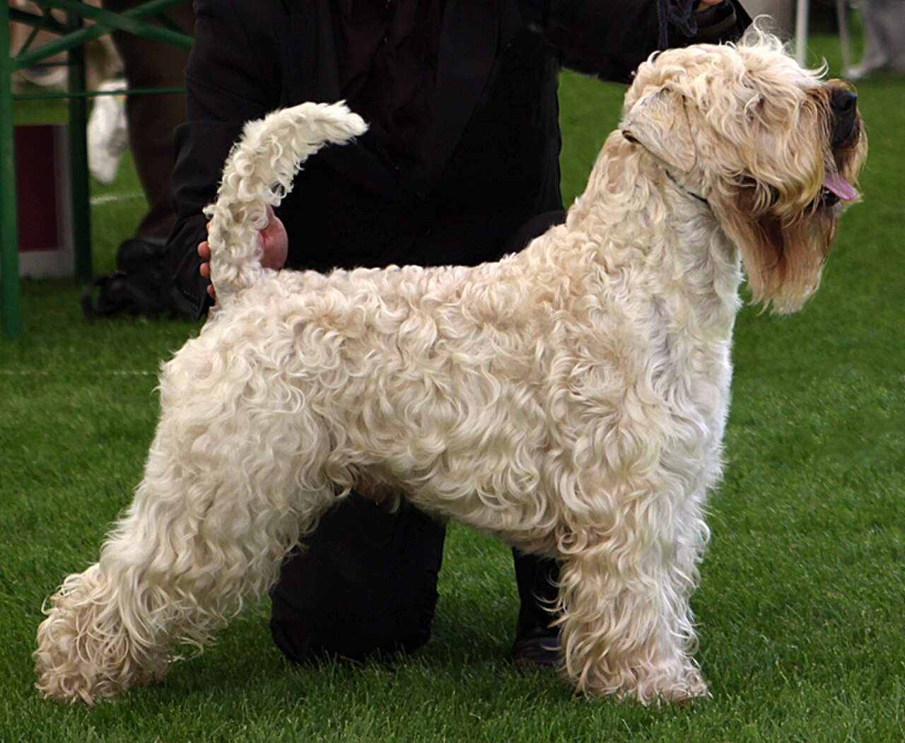 Soft-coated Wheaten Terrier dog