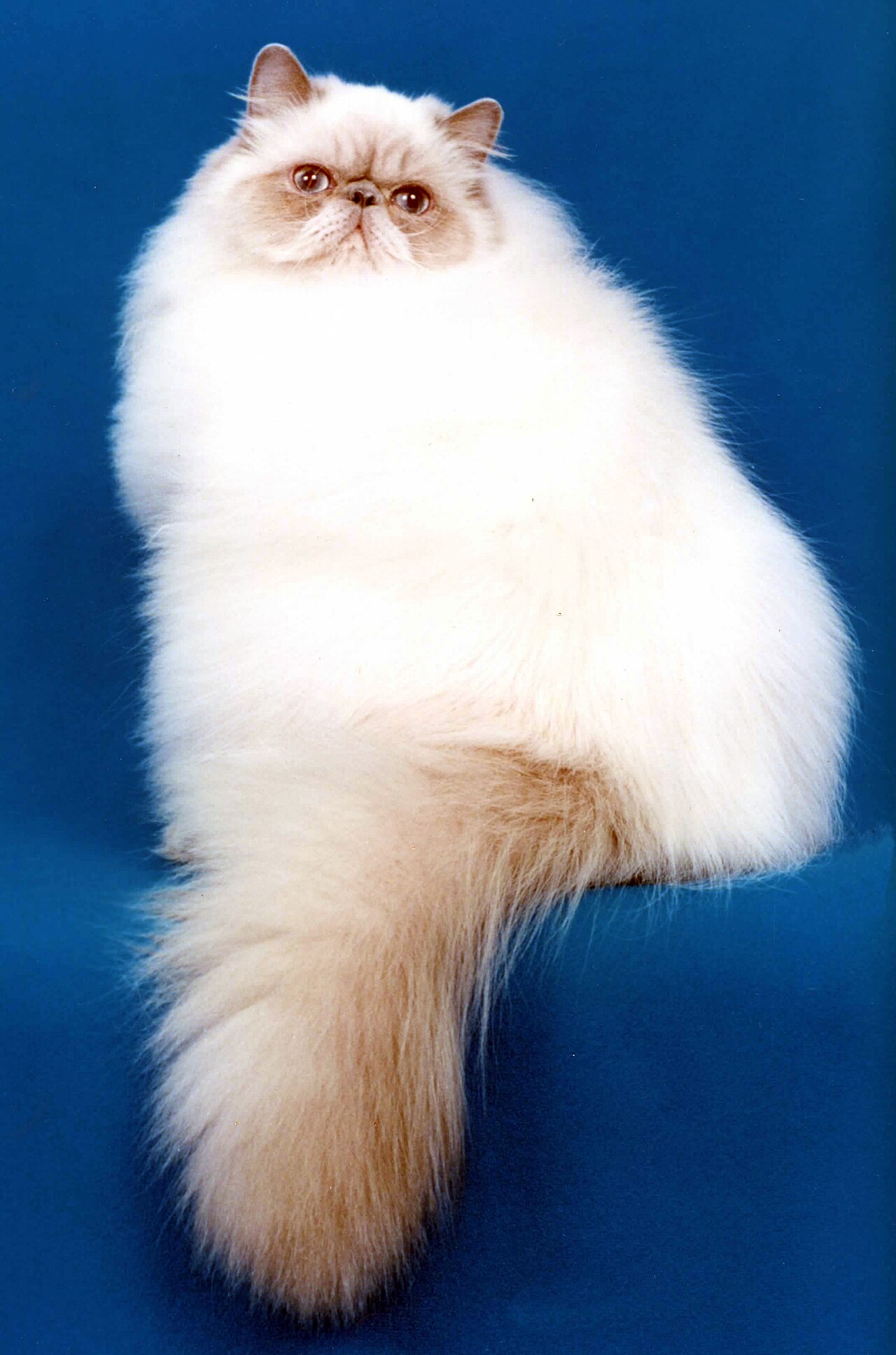 Himalayan cat cat