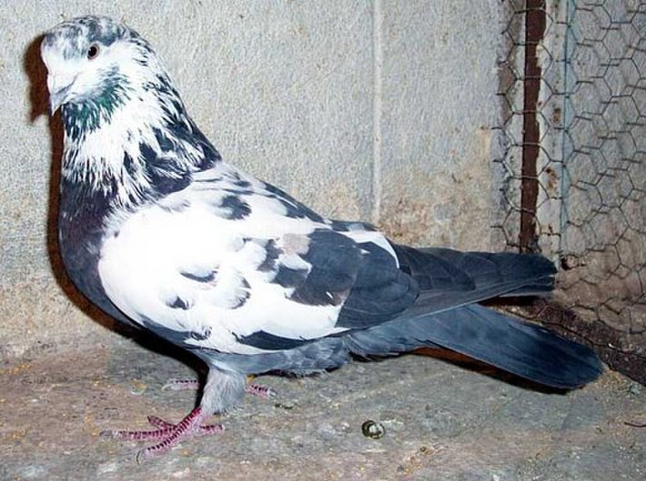 Iranian Highflying Tumbler pigeon