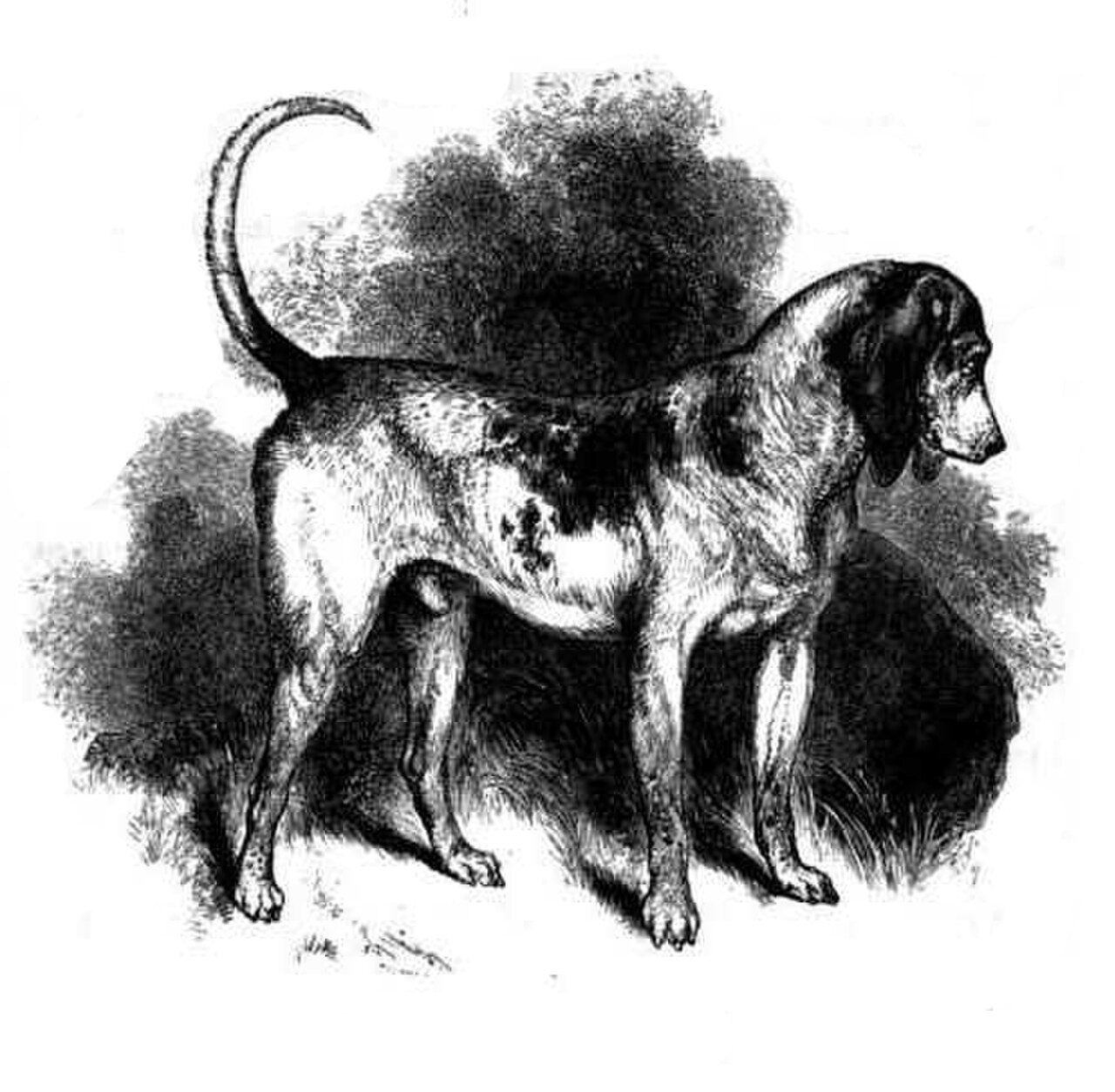 Southern Hound dog