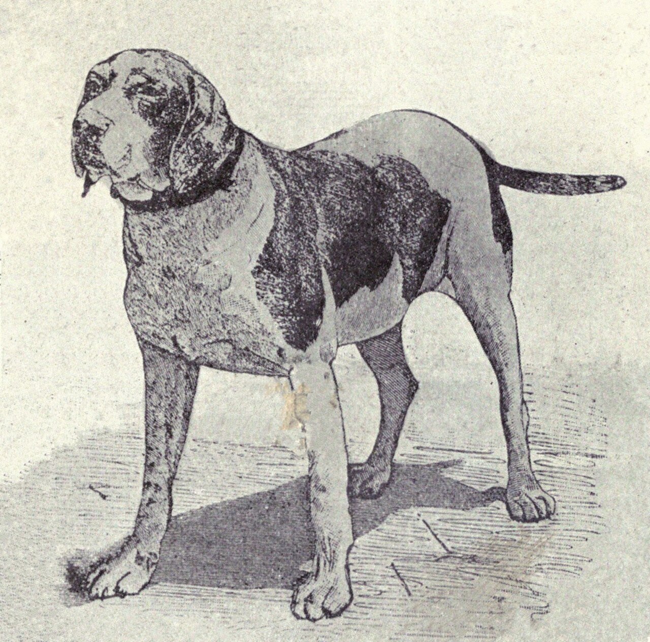 Old Spanish Pointer dog