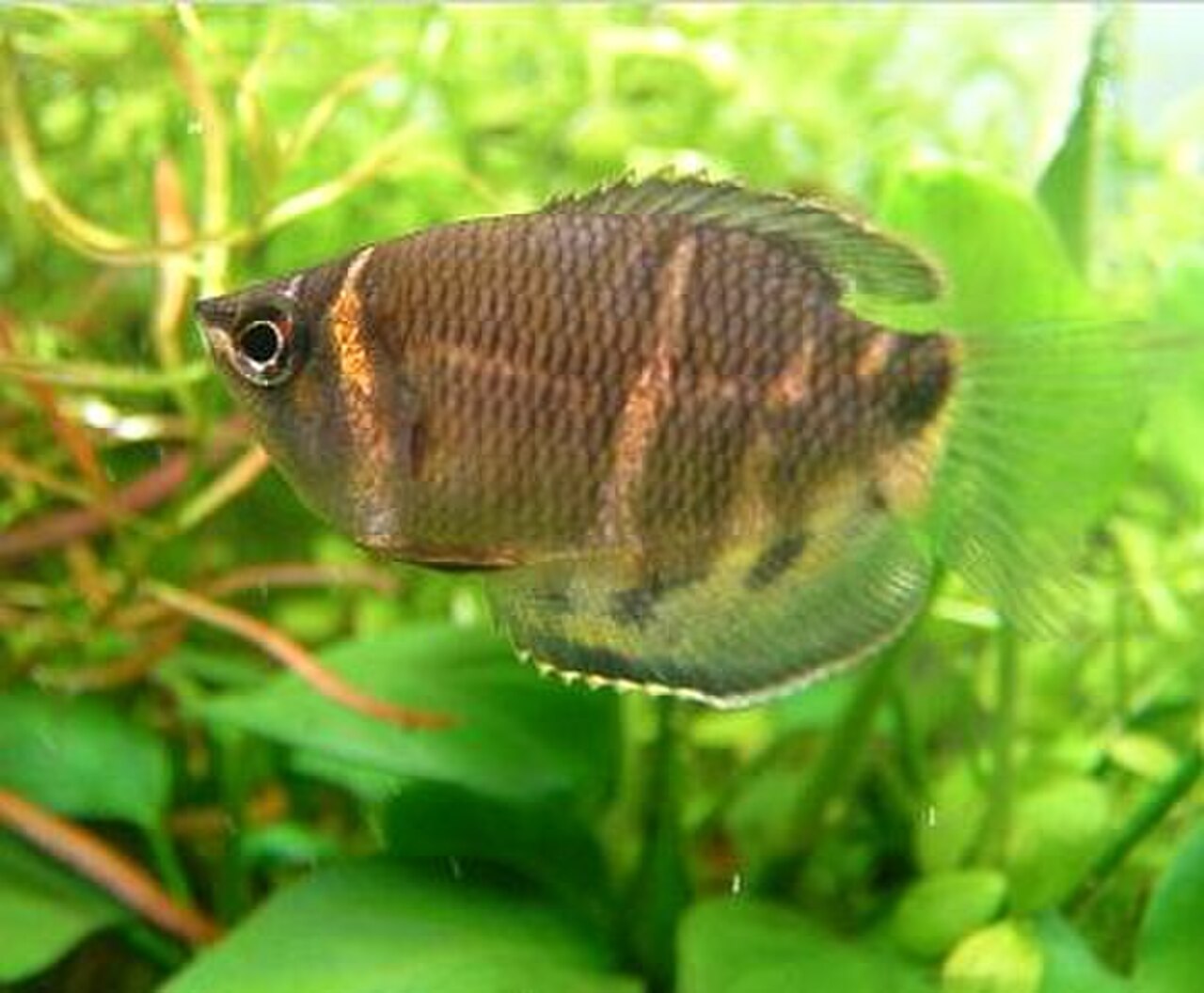 A photo of a Chocolate Gourami