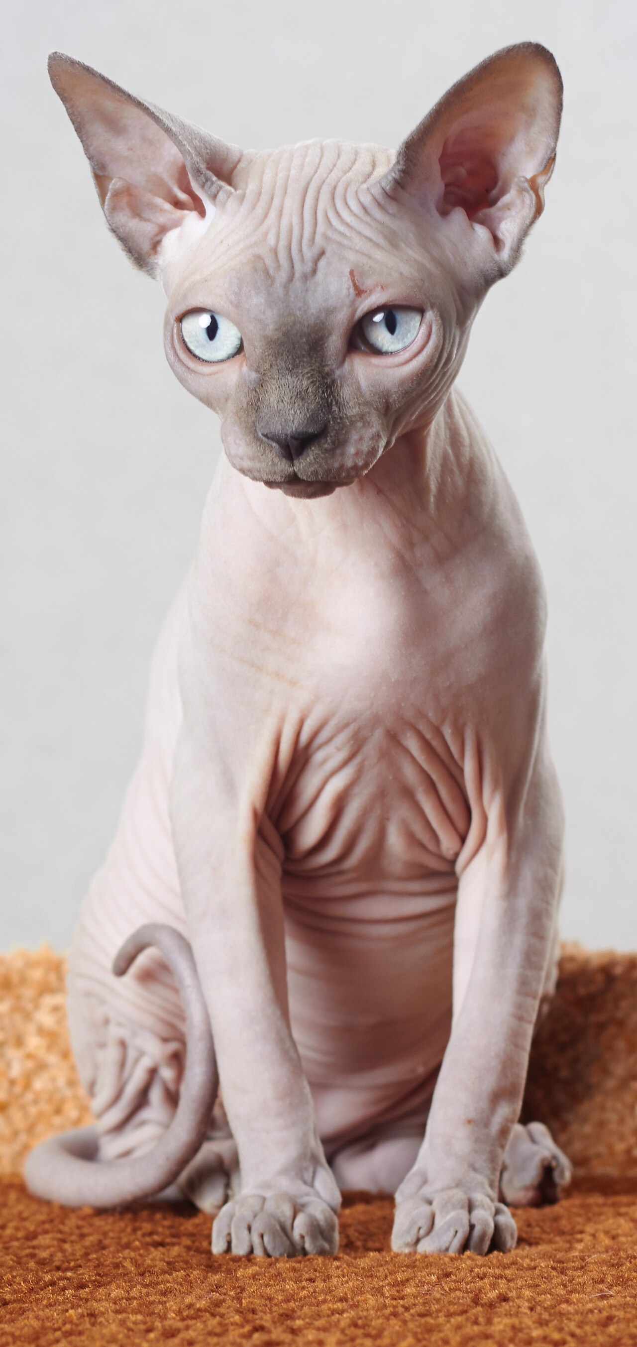 Sphynx cat cat