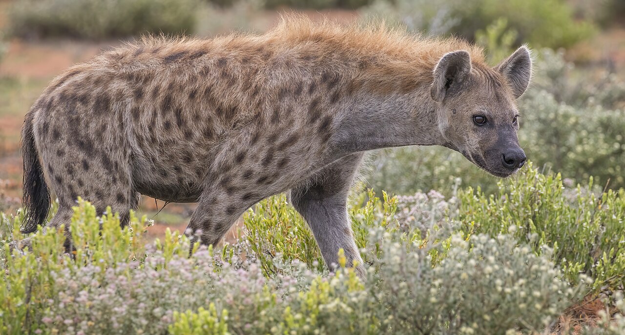 Spotted hyena
