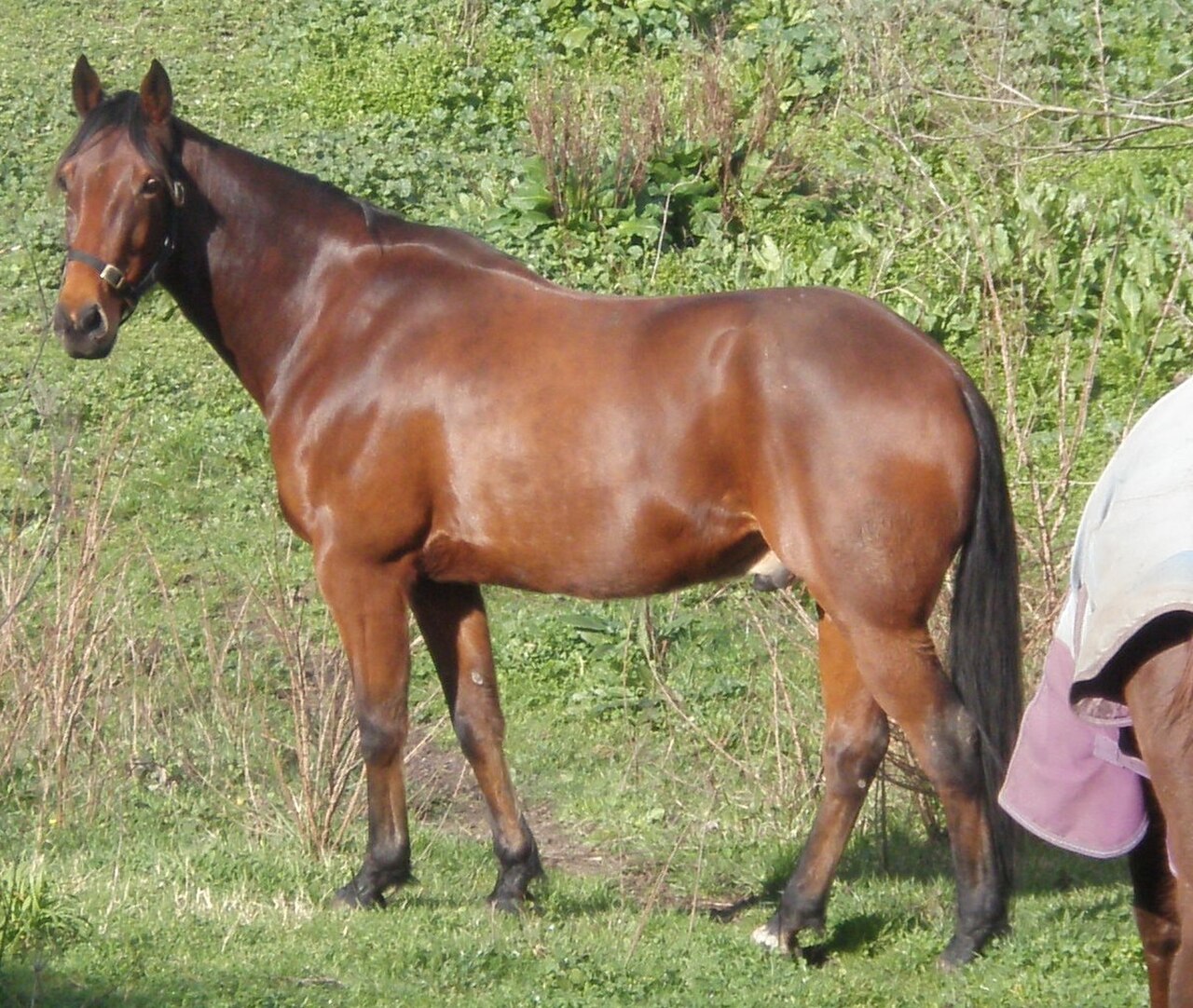 Standardbred harness-racing horse standing