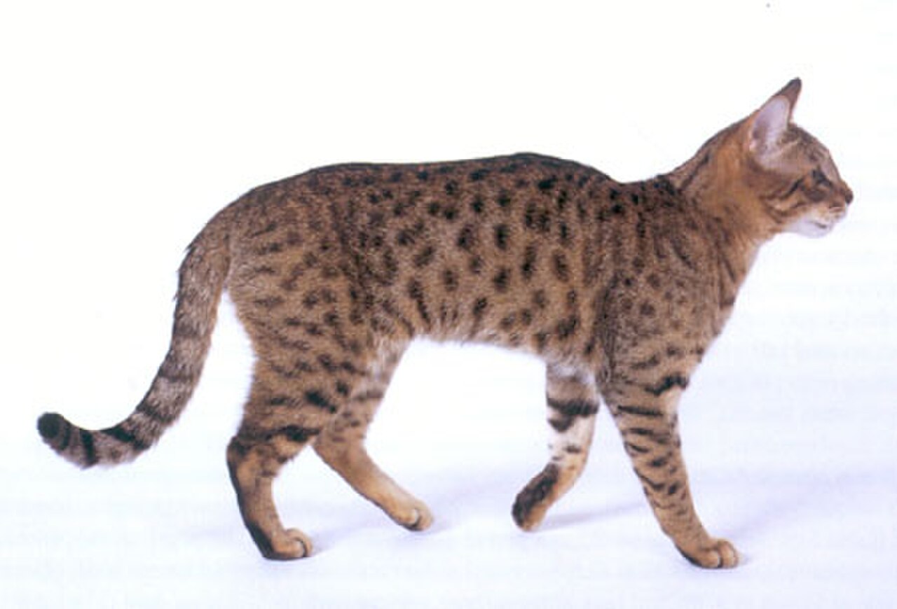 California Spangled cat