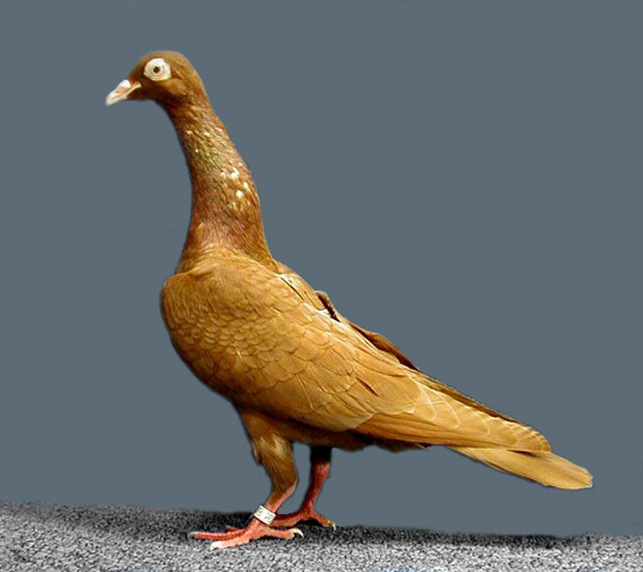 Stargard Shaker pigeon