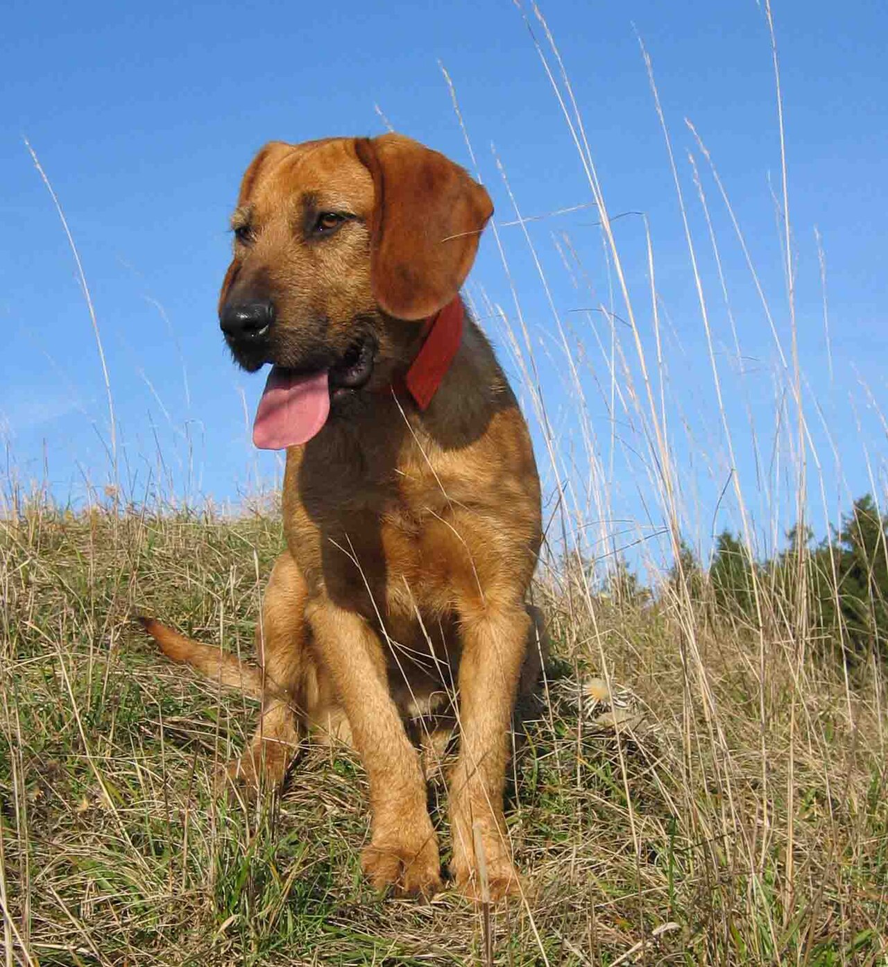 Styrian Coarse-haired Hound dog