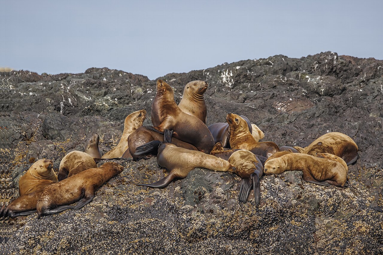 Sea lion