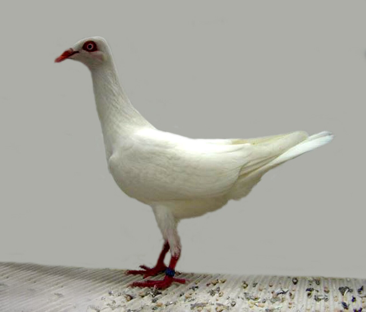 Stralsund Highflyer pigeon