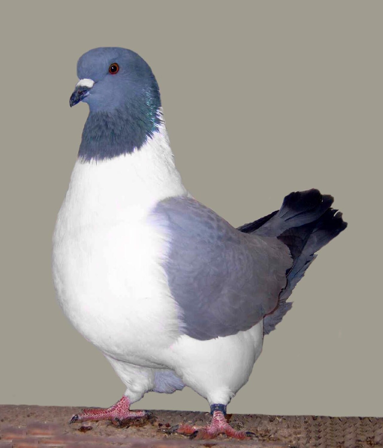 Strasser pigeon