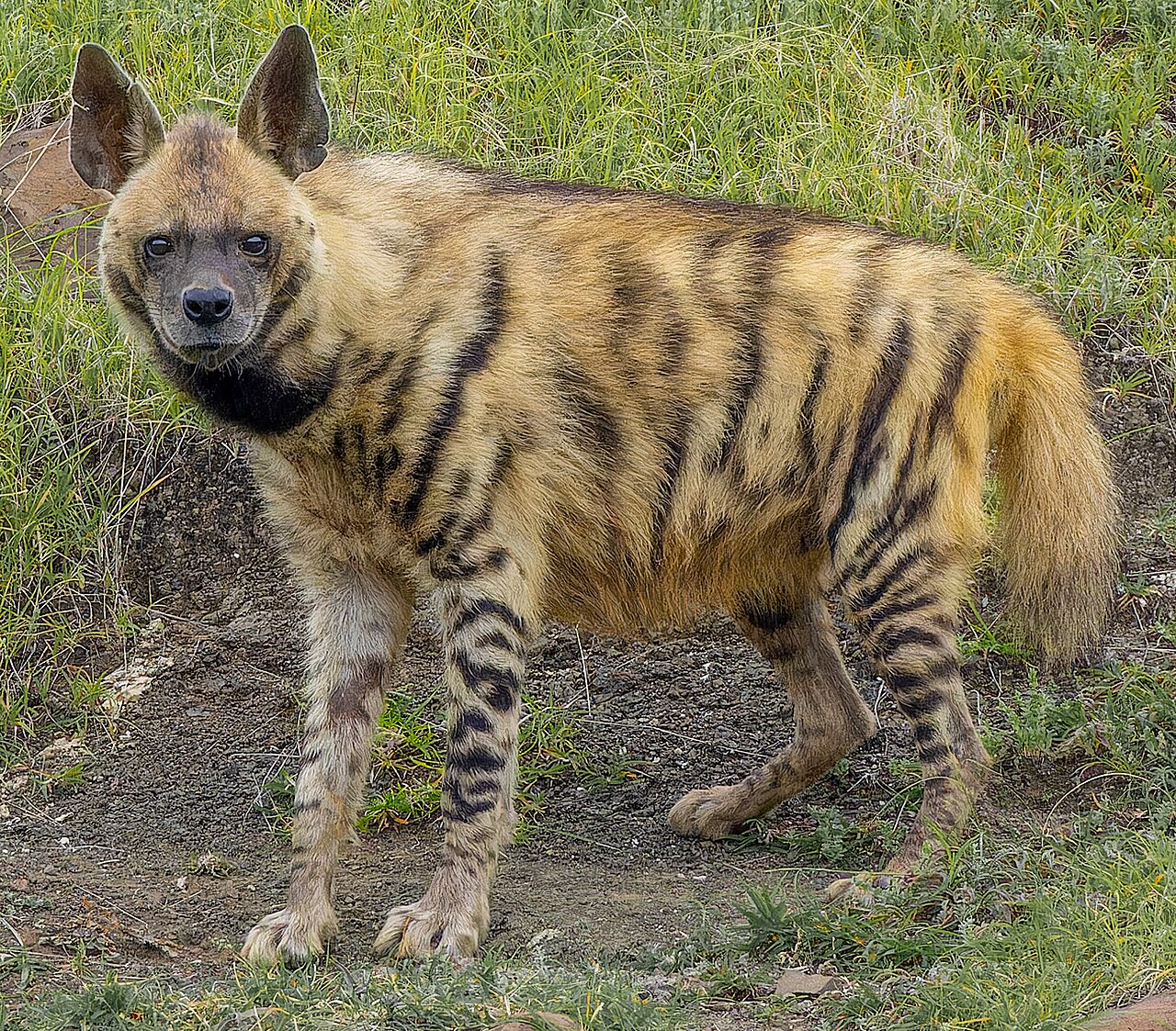 Striped hyena