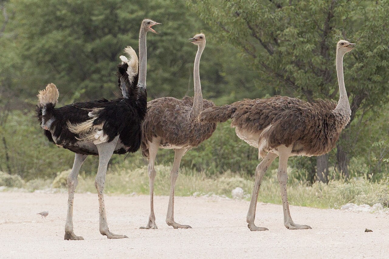 Common ostrich