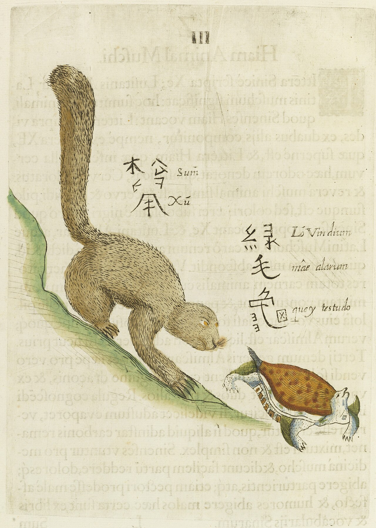Sumxu cat