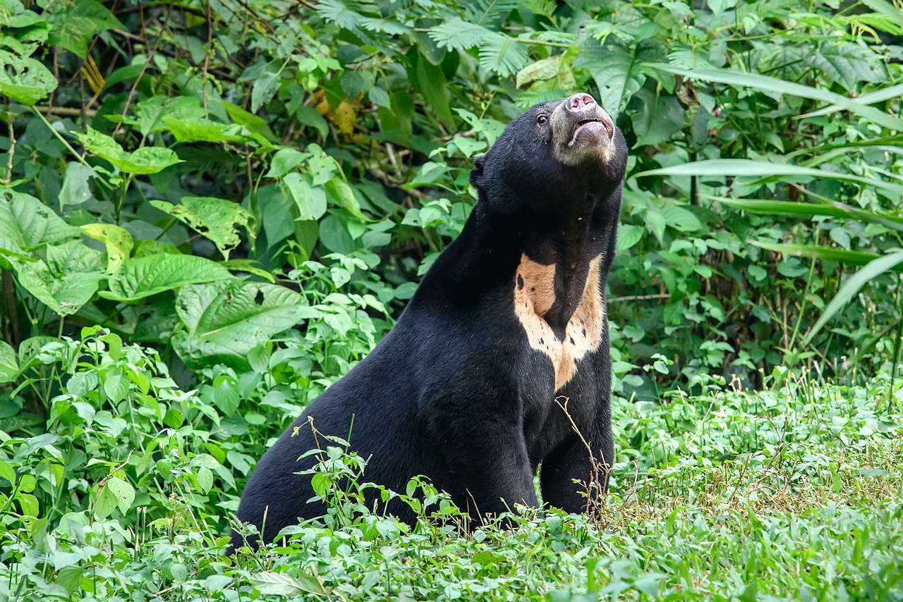 Sun bear