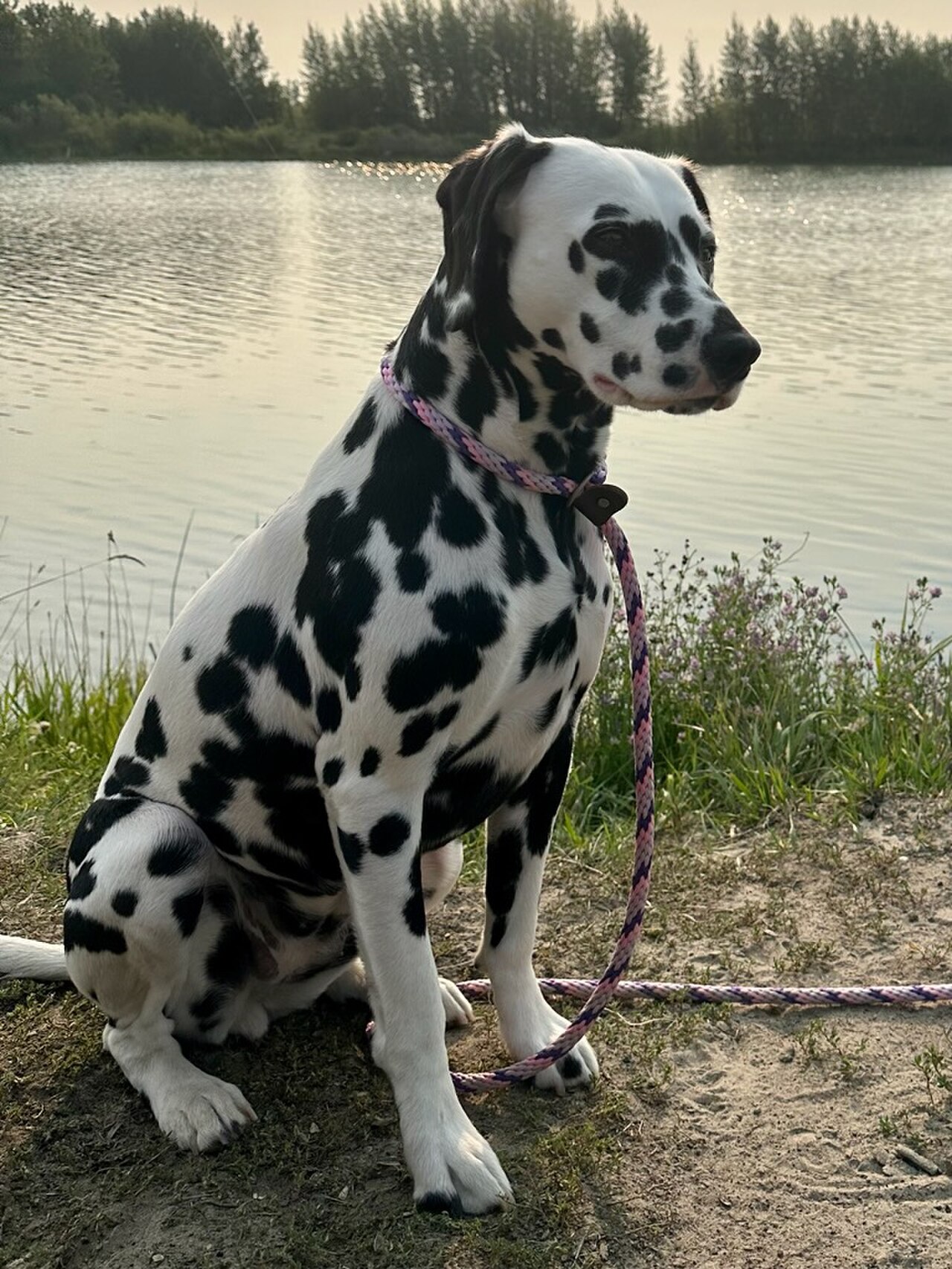 Dalmatian dog dog