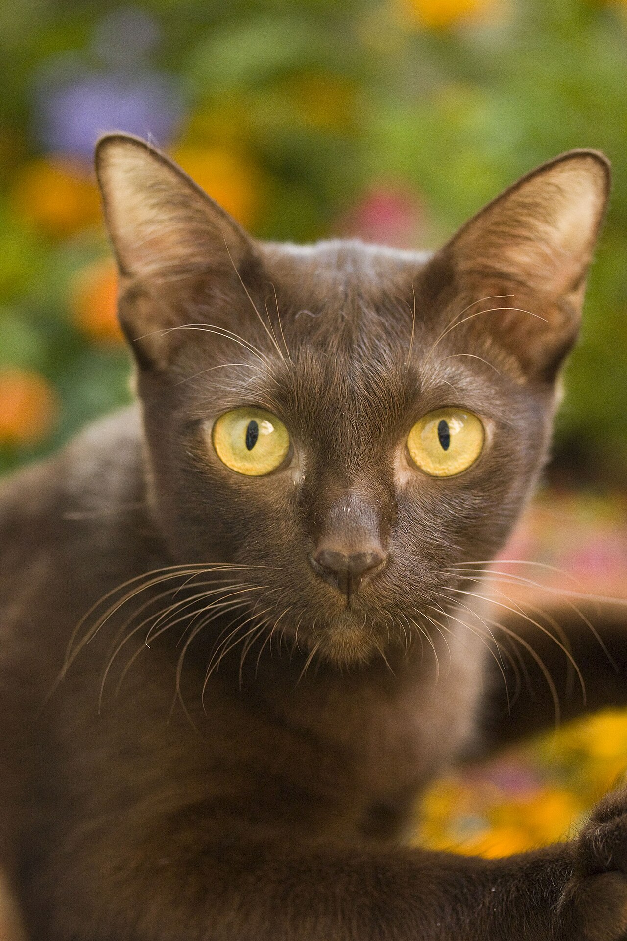 Suphalak cat