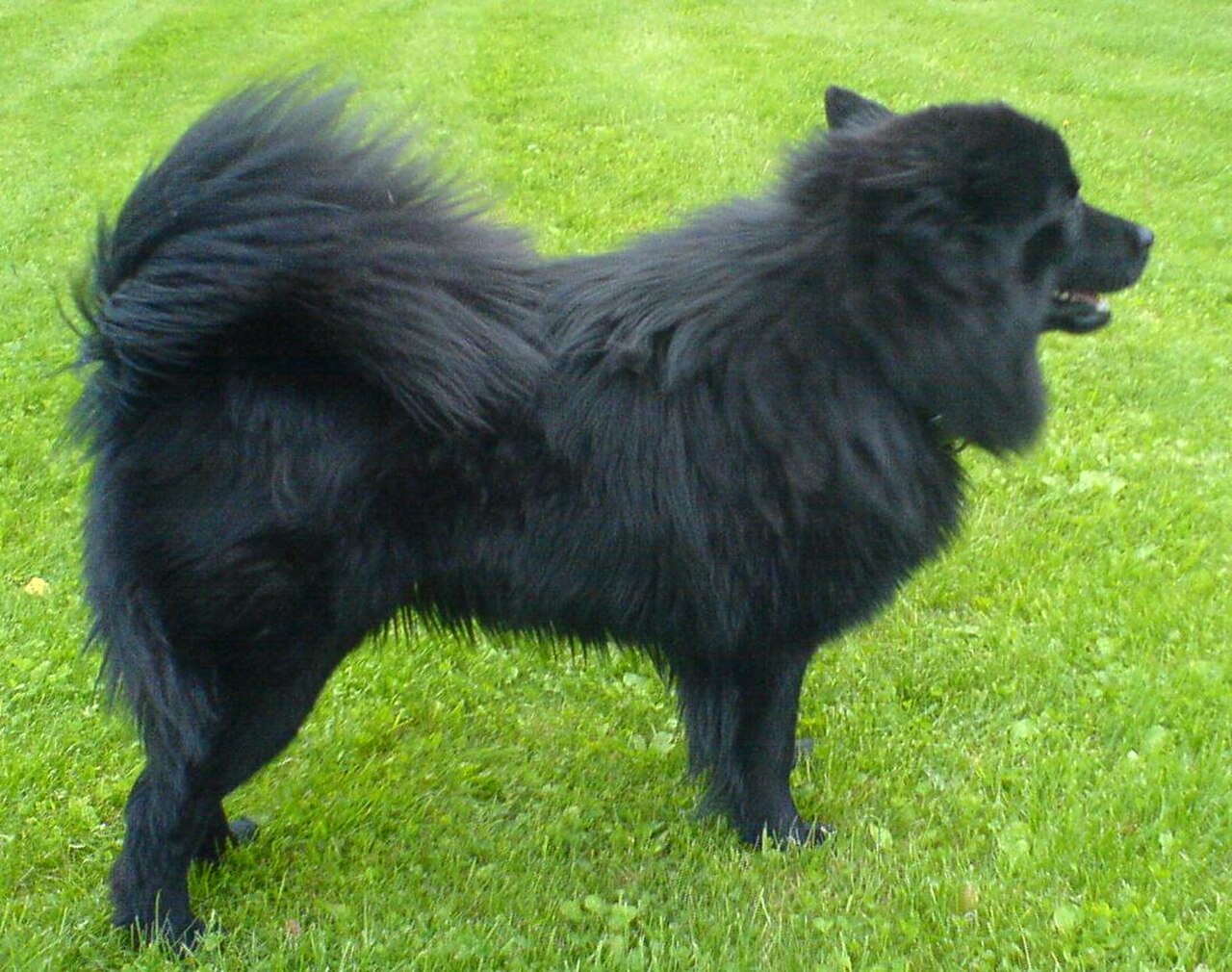Swedish Lapphund dog