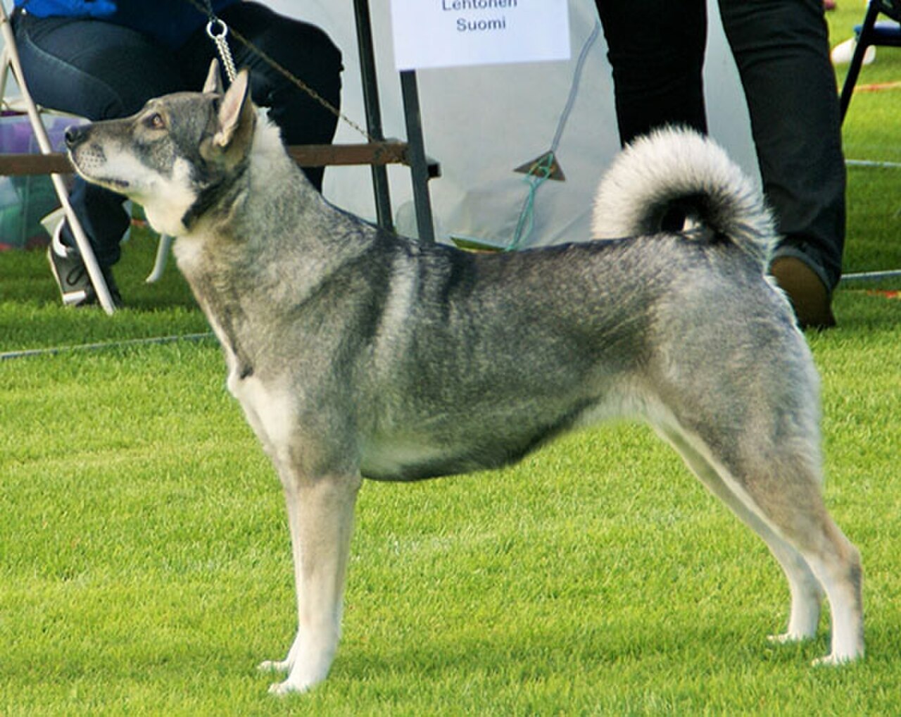 Jämthund dog