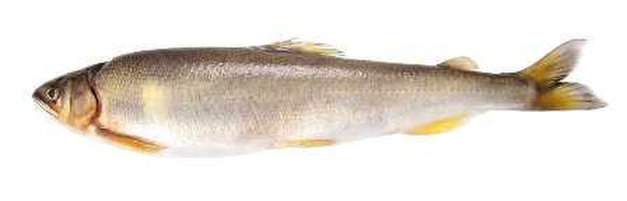 A photo of a Ayu